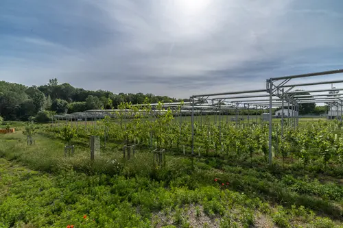 Celkový pohled na vinici s ocelovou konstrukcí agrovoltaické elektrárny